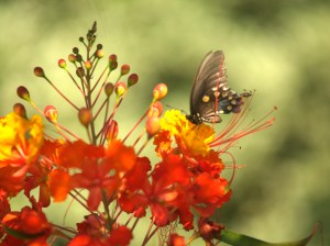 Butterfly on Pride of Barbados