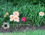 daylilies