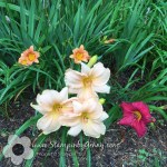 daylilies2