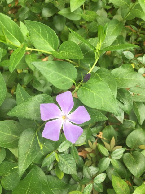 Close-up of vinca flower