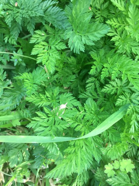 green foliage with small butterfly