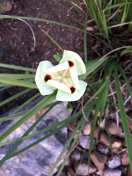 close up of bi color iris